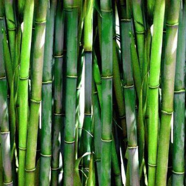 Interesujące fakty na temat wykorzystania bambusa